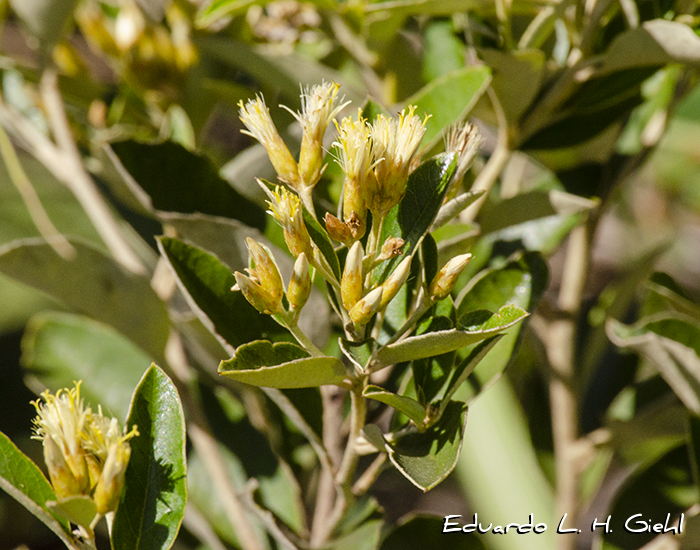 Moquiniastrum cinereum