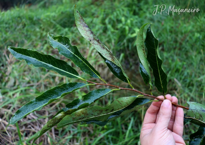 Annona cacans