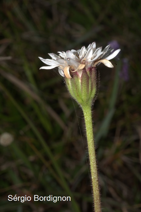 Holocheilus monocephalus