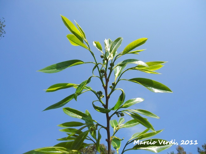 Annona cacans