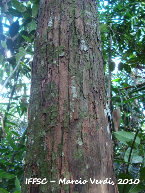 Annona cacans