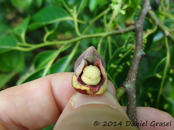 Annona cacans