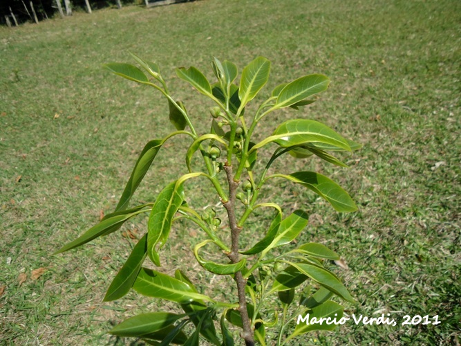 Annona cacans