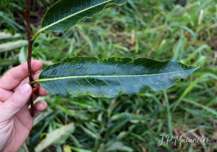 Annona cacans