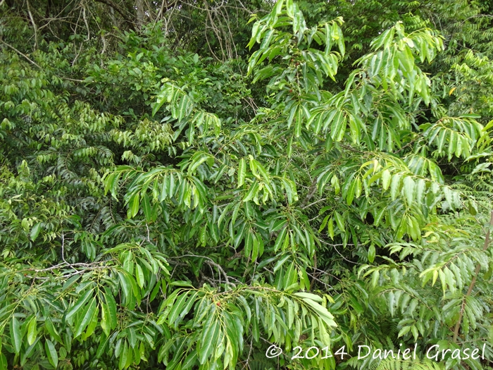 Annona cacans