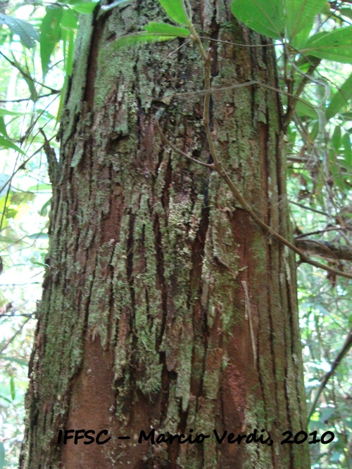 Annona cacans