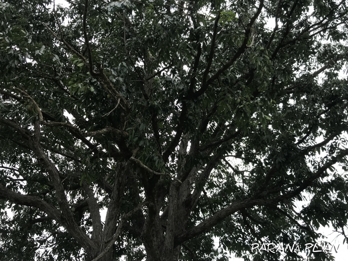 Annona cacans