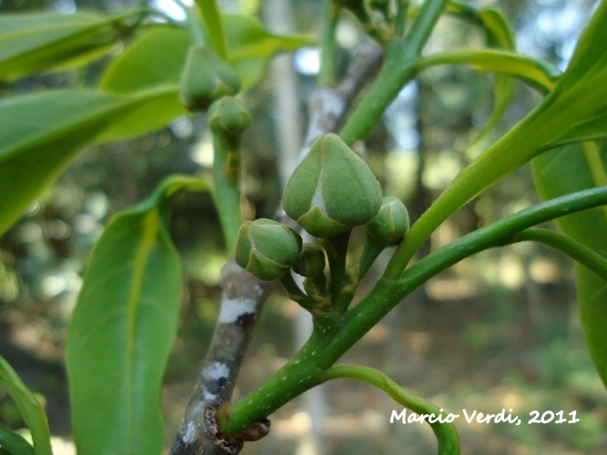 Annona cacans