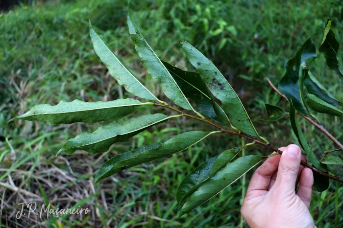 Annona cacans