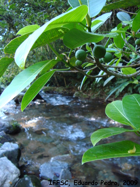 Ficus adhatodifolia