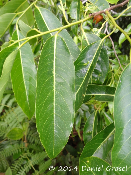 Annona cacans