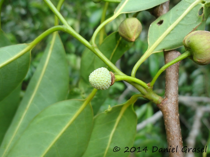 Annona cacans