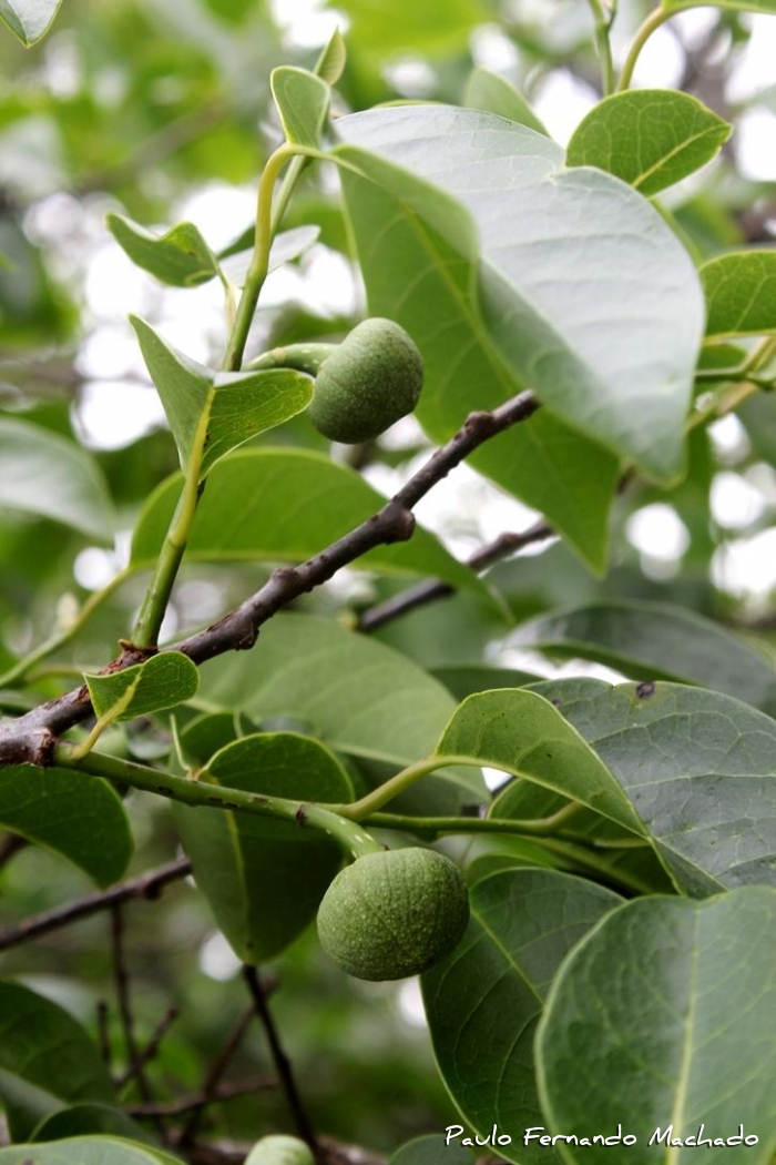 Annona glabra