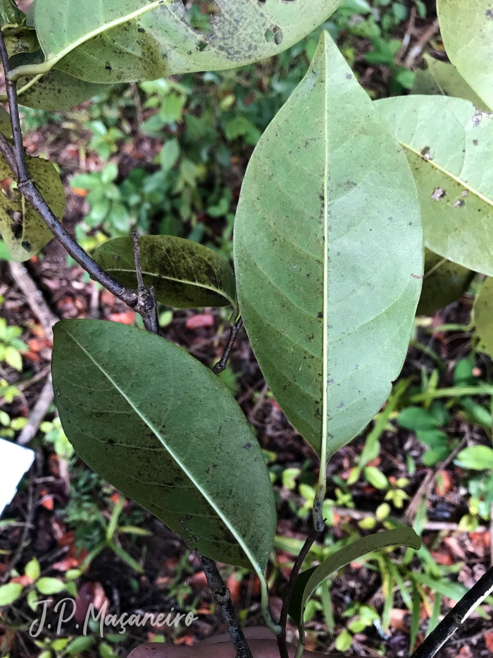 Annona glabra