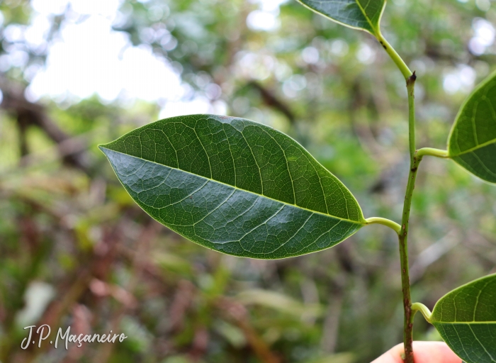 Annona glabra