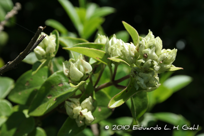 Mikania hastato-cordata