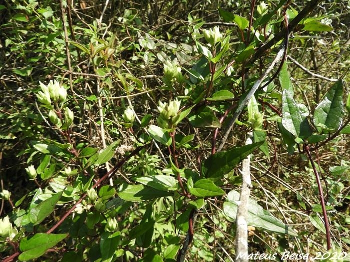 Mikania hastato-cordata