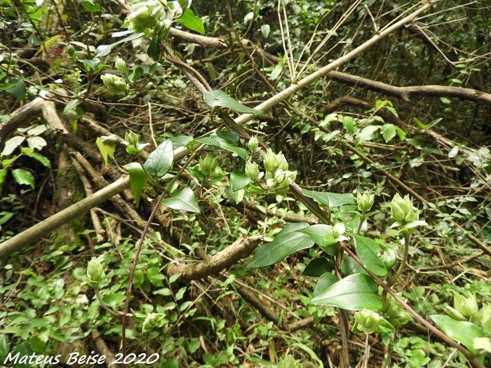 Mikania hastato-cordata