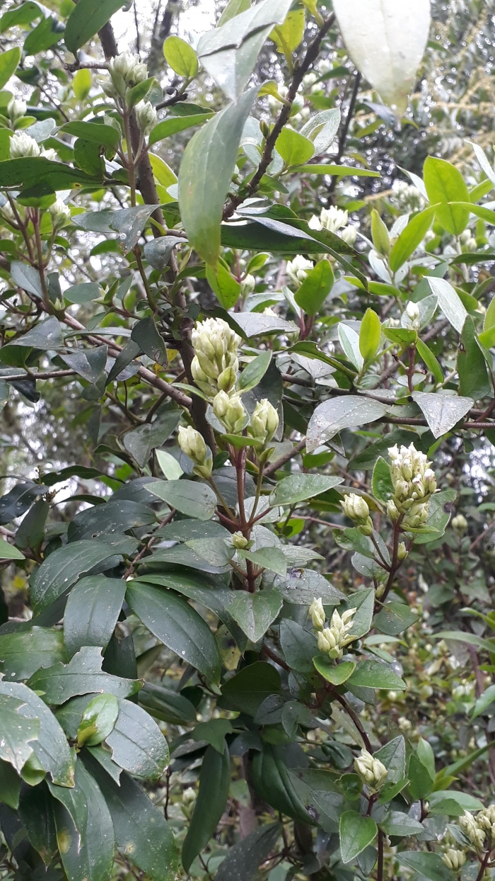 Mikania hastato-cordata