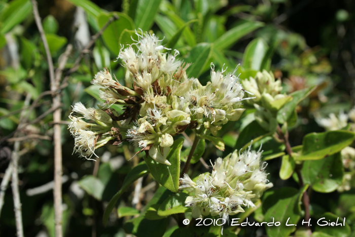 Mikania hastato-cordata