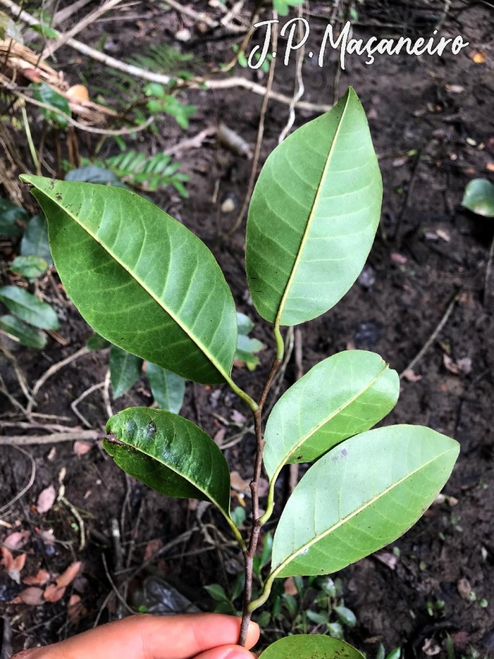 Annona glabra