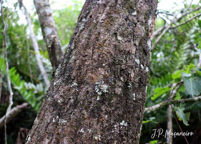 Annona glabra