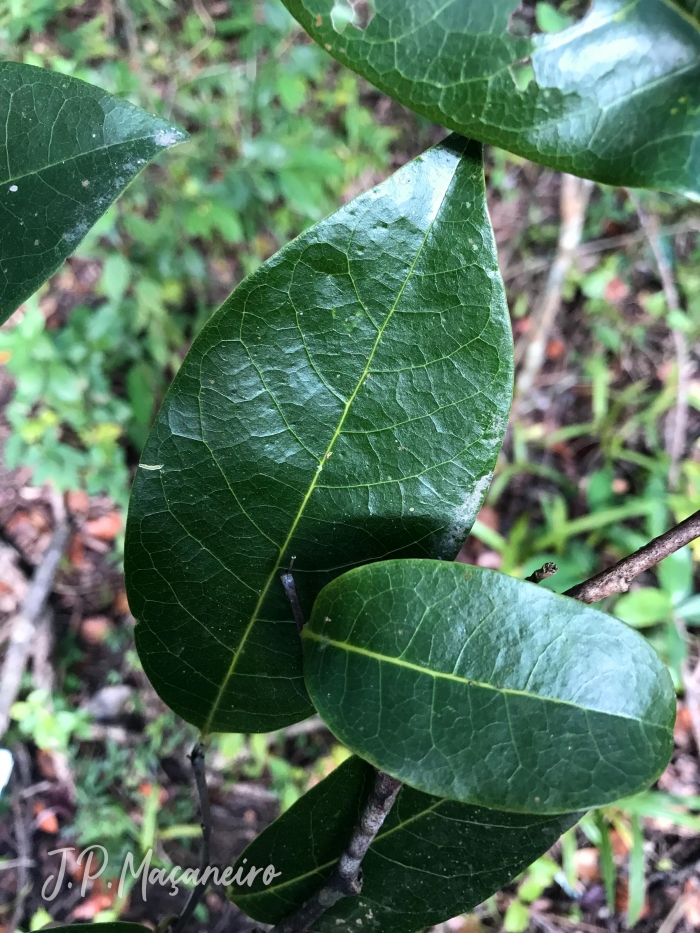 Annona glabra