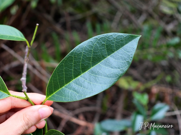 Annona glabra