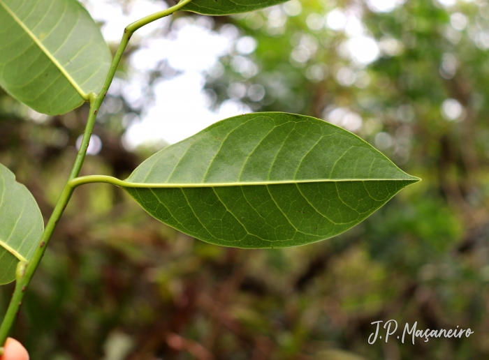 Annona glabra