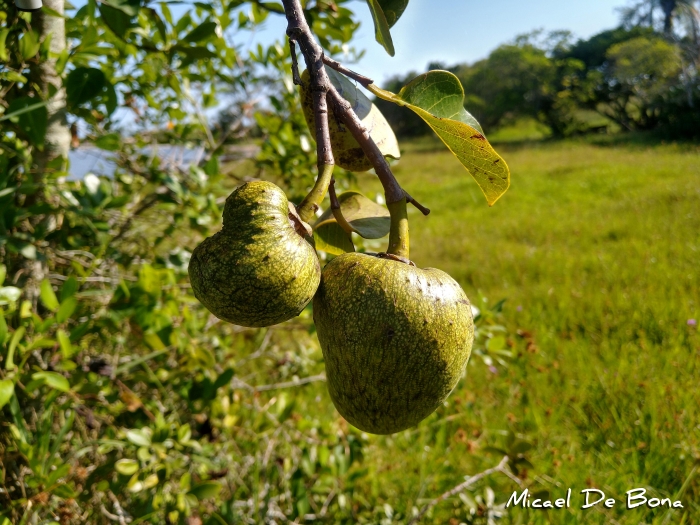 Annona glabra
