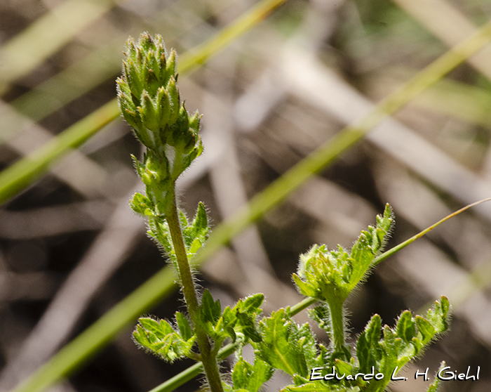 Mikania pinnatiloba