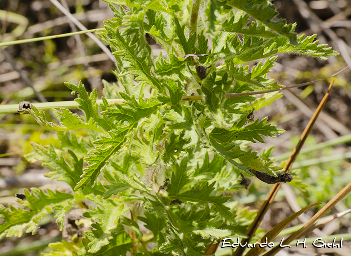 Mikania pinnatiloba