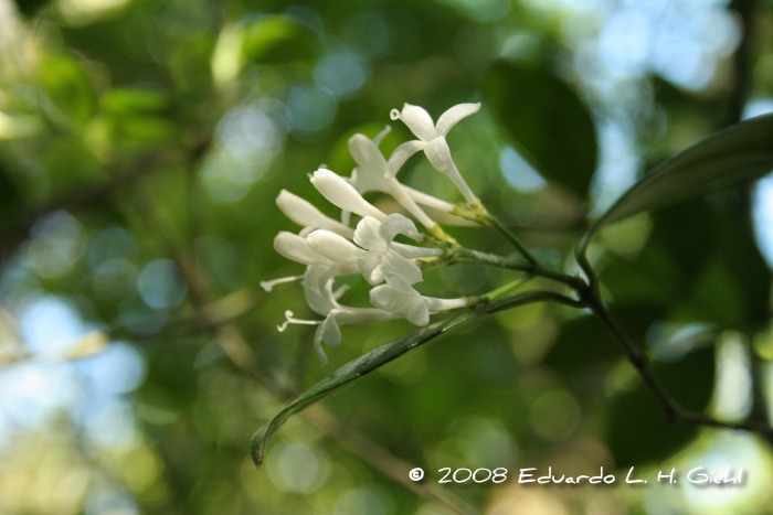 Rudgea burchelliana