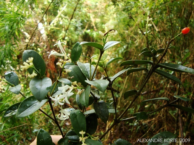 Rudgea parquioides