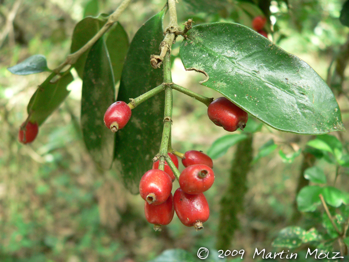 Rudgea burchelliana