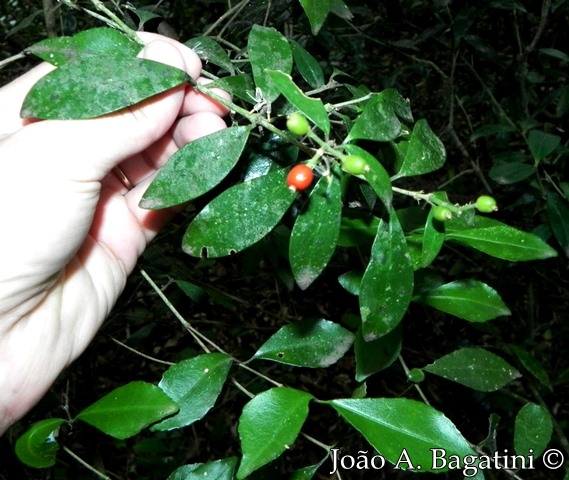 Rudgea burchelliana