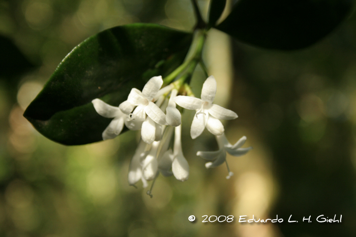 Rudgea burchelliana