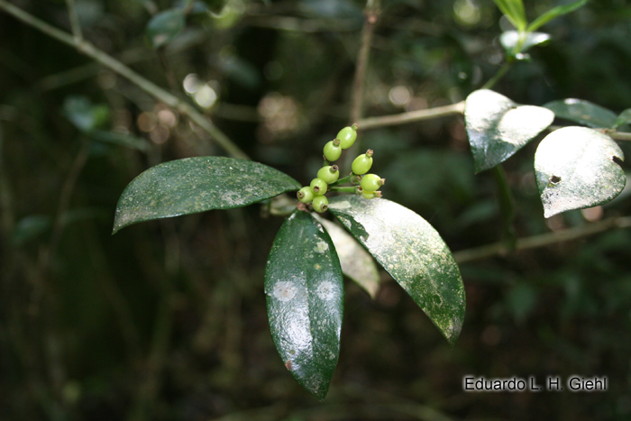 Rudgea burchelliana