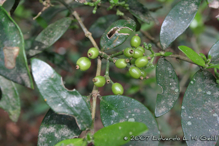 Rudgea burchelliana