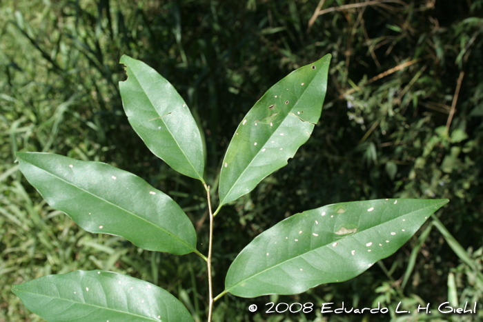 Prunus myrtifolia