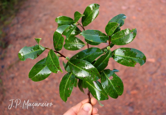 Prunus myrtifolia