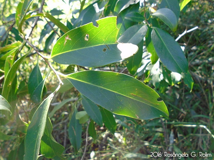 Prunus myrtifolia