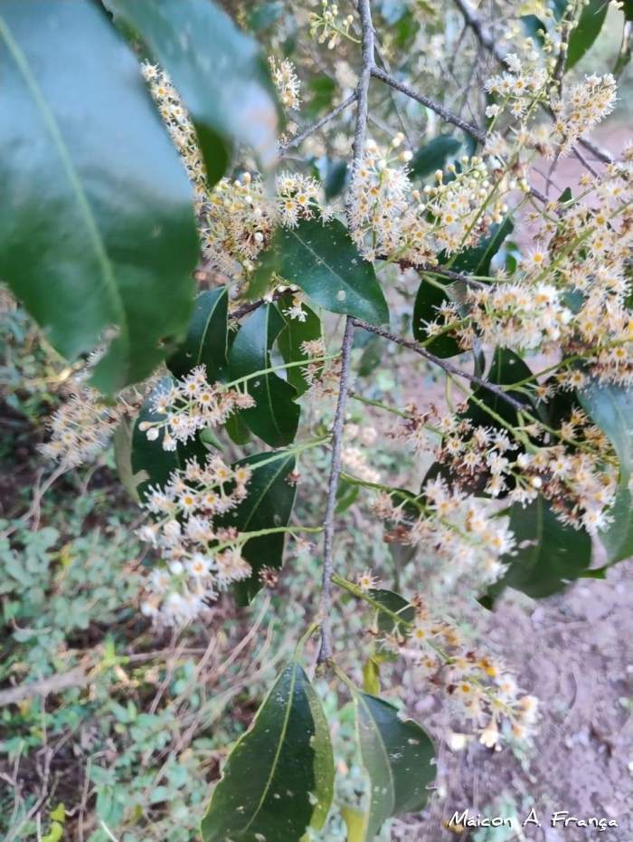 Prunus myrtifolia