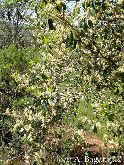 Prunus myrtifolia