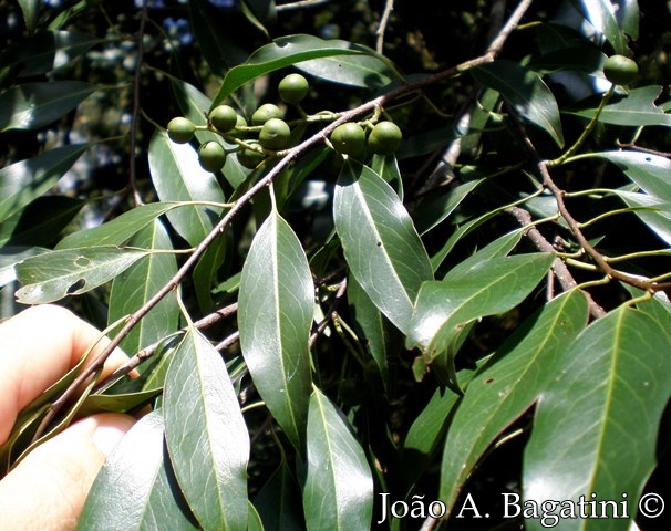 Prunus myrtifolia