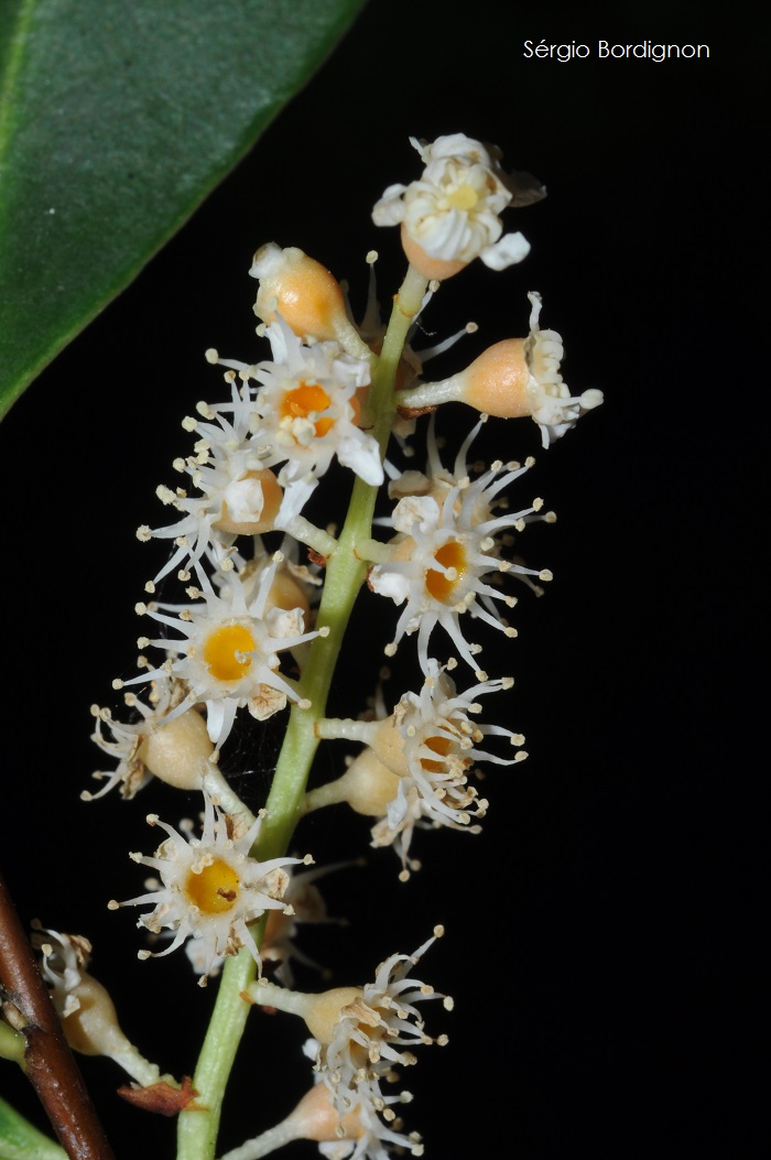 Prunus myrtifolia