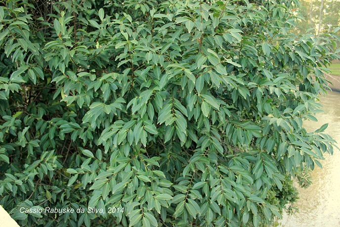 Prunus myrtifolia