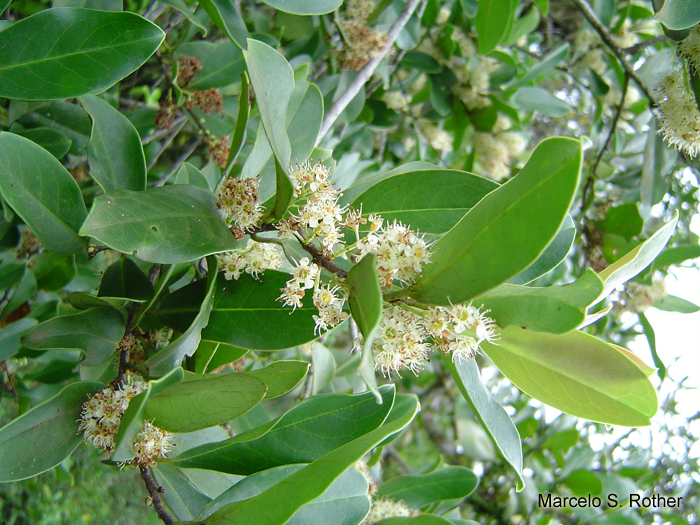 Prunus myrtifolia
