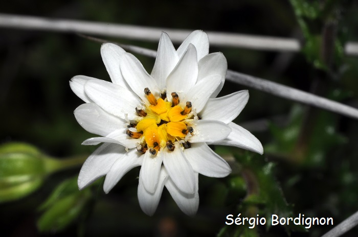 Perezia multiflora