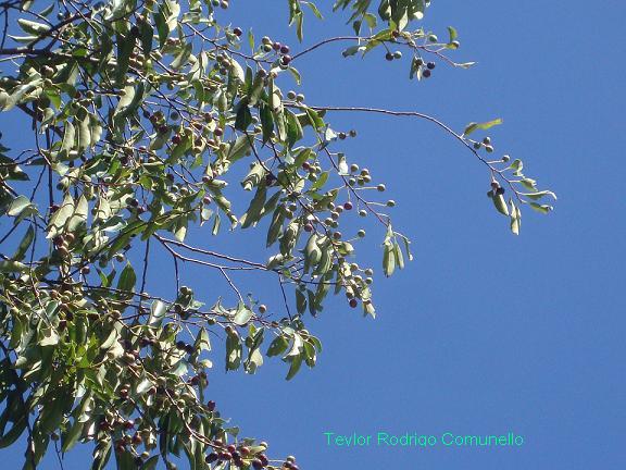 Prunus myrtifolia